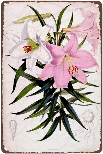 8x12 inch Metal Tin Retro Sign Vintage Pink Lily Botanical Flower Large Drawing Vintage Flower Prints Botanical Kitchen Art Poster Print Bar Cafe Pub Club