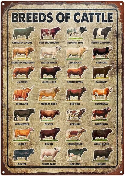 8x12 inch Vintage Tin Sign Breeds of Cattle