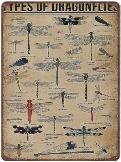 8x12 inch Tin Sign Types of Dragonfly Tin Plate Dragonfly Knowledge